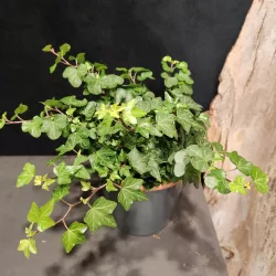 Lierre - Vert